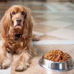 Kakovostna hrana za našega psa