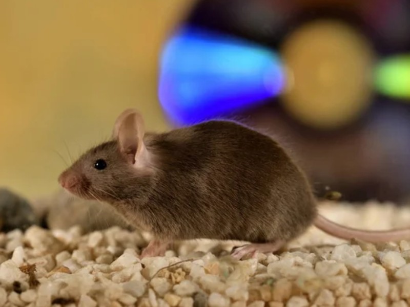 ultrazvočni odganjalec miši